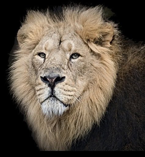 The Unmistakable Swagger Of The King